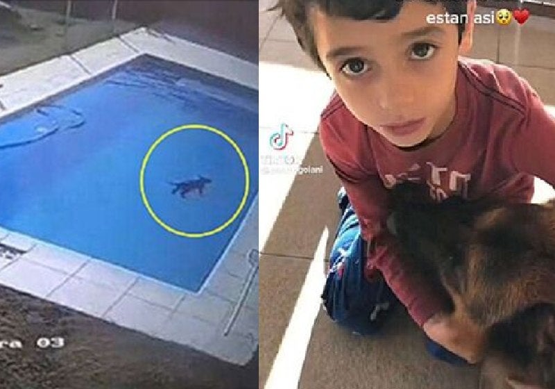 Menino herói de 5 anos pula em piscina e resgata cão no frio de 5°C: VÍDEO