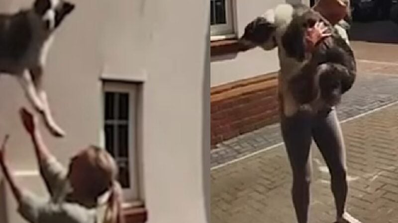Mulher agarra e salva cachorro que caiu de 6 metros de altura: VÍDEO