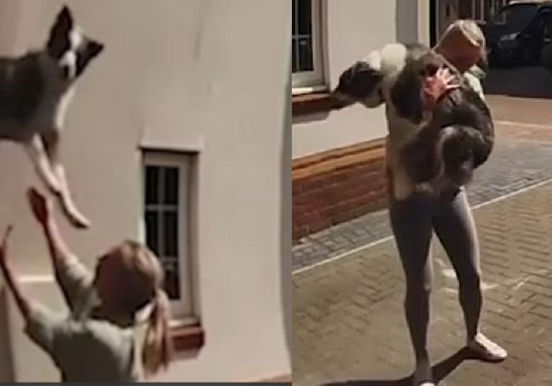 Mulher agarra e salva cachorro que caiu de 6 metros de altura: VÍDEO