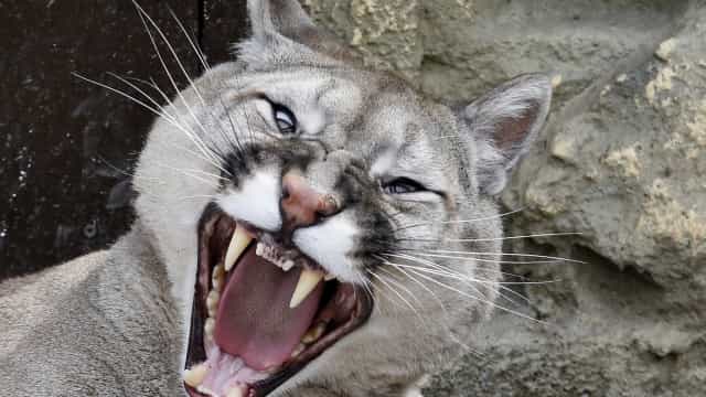 Onça parda é encontrada por aluno em banheiro de escola na região metropolitana de BH