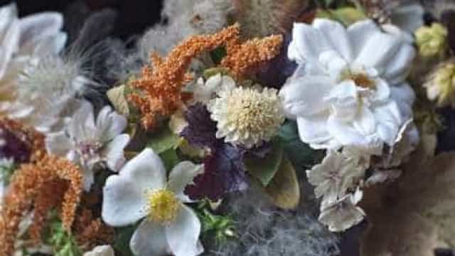 Médica ergue jardins com mais de 600 plantas dentro de hospitais do CE durante a pandemia