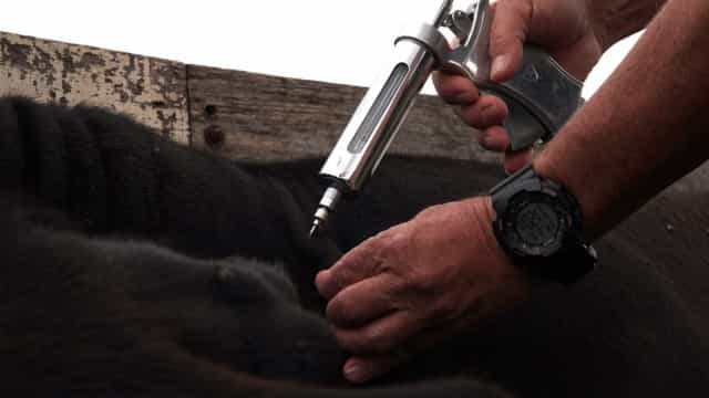 Vacinação contra aftosa será suspensa em seis estados e no DF