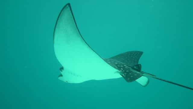 Raias invadem rio Tietê no interior de SP e acendem alerta