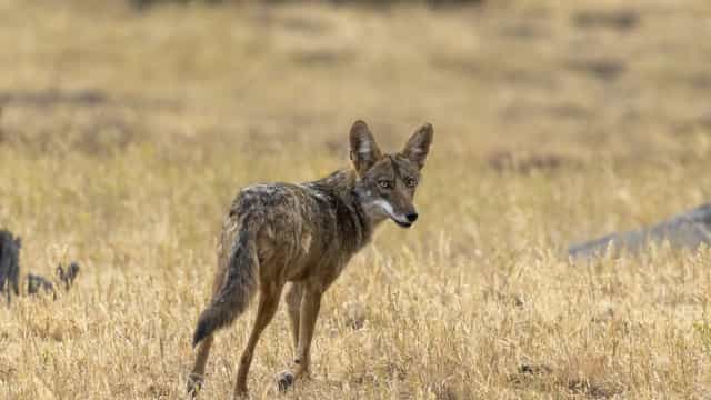 Menina de 2 anos fica estado crítico após ser atacada por coiote nos EUA