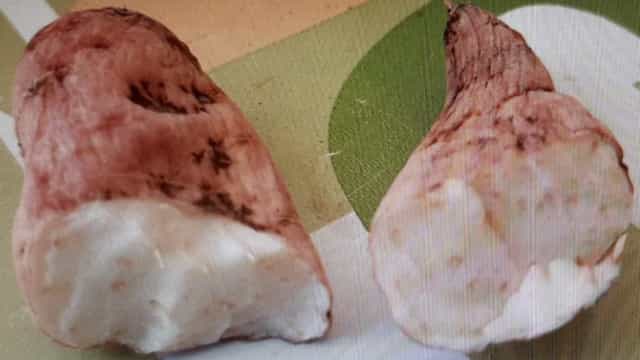 Homem morre após ingerir ‘nabo do diabo’ na Galiza