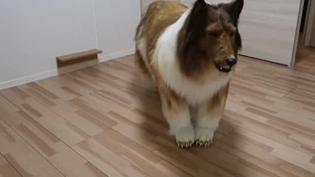 Homem gasta 80 mil reais para realizar sonho de se vestir de cão