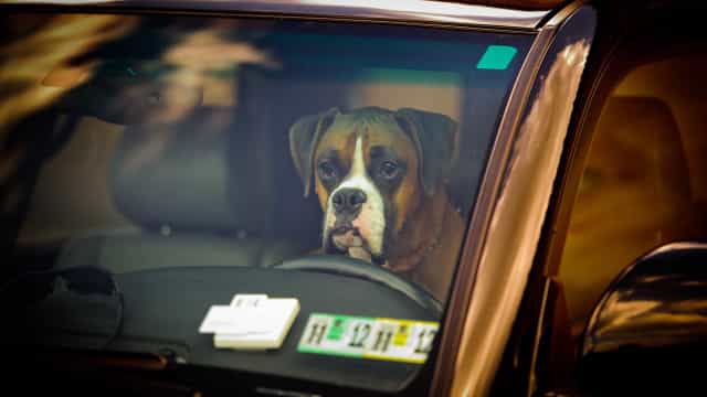 Mulher é acusada de deixar 4 cães ‘para morrer’ em carro na Flórida