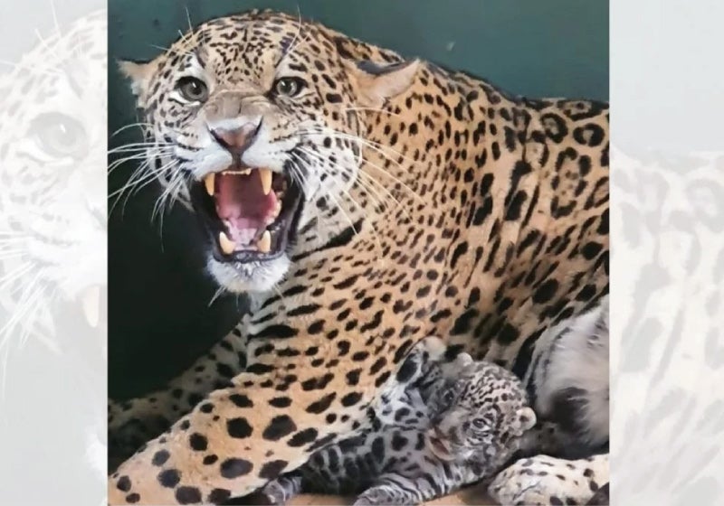 Símbolo do fogo no Pantanal filhote de onça será solto em GO