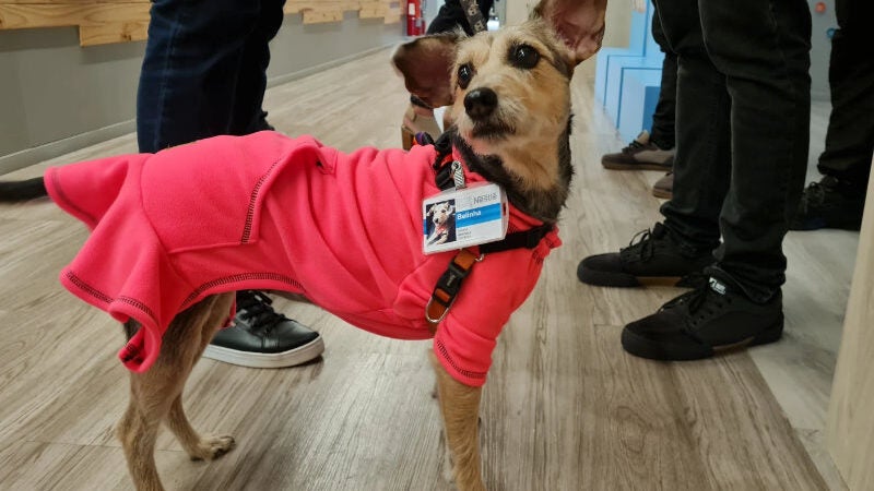 Nestlé libera funcionários com seus pets no trabalho com direito a crachá
