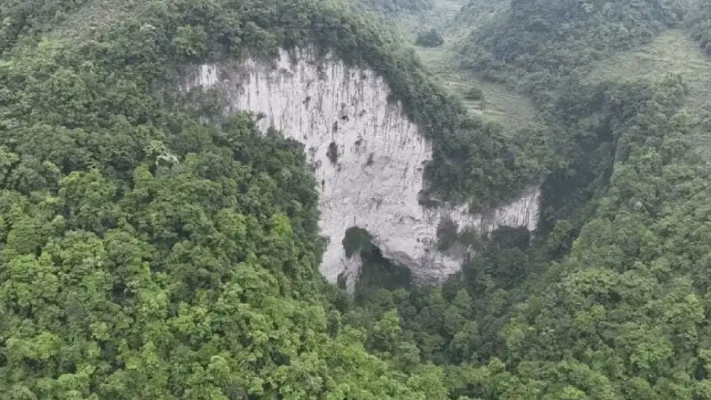 Floresta antiga com árvores de 40 metros é encontrada em “buraco”