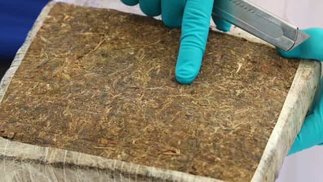 Tailândia descriminaliza consumo de canábis para fins medicinais