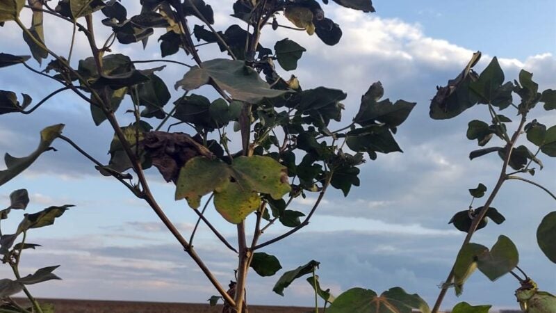 Pesquisadores alertam para perdas de até 100% das plumas de algodão por ataque de Aphelenchoides