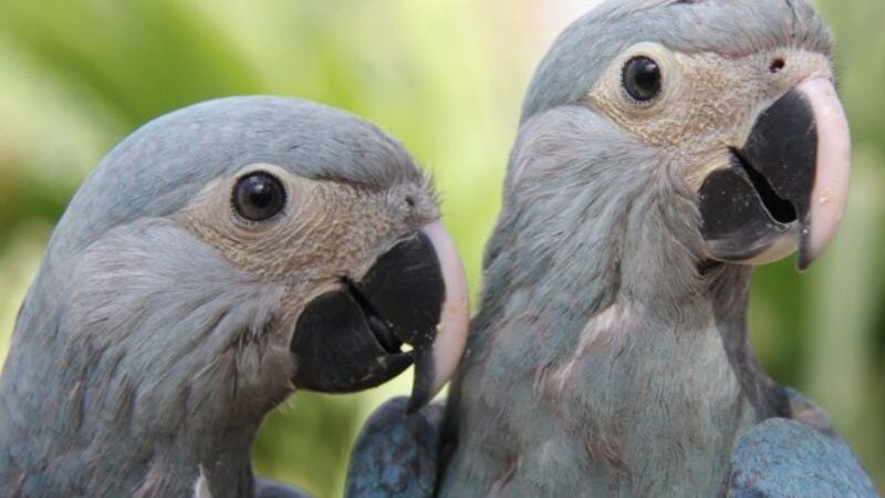 Ararinhas-azuis são soltas na natureza 20 anos depois de extinção