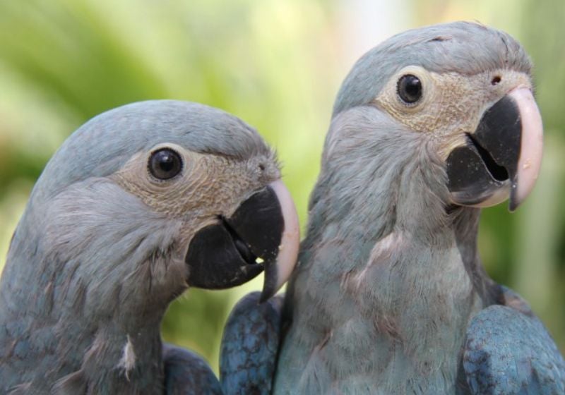 Ararinhas-azuis são soltas na natureza 20 anos depois de extinção