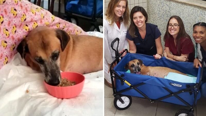Cachorrinha tetraplégica é resgatada e dá lição de vida
