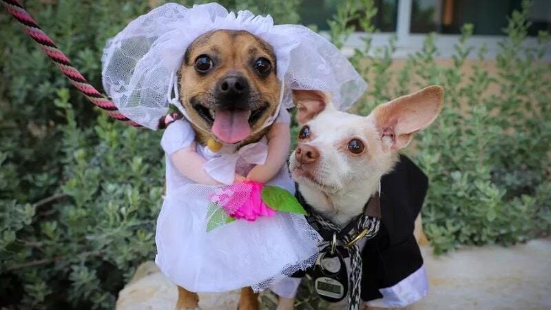 Chihuahuas inseparáveis ‘se casam’ em abrigo com festa e bolo