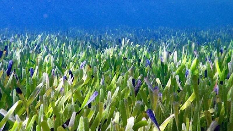 Descoberta a maior planta do mundo na Austrália com mais de 4 mil anos