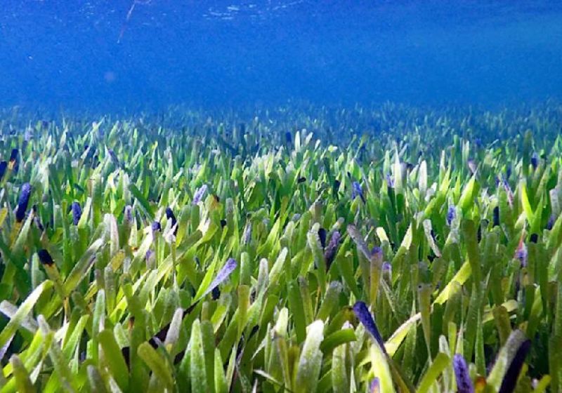 Descoberta a maior planta do mundo na Austrália com mais de 4 mil anos