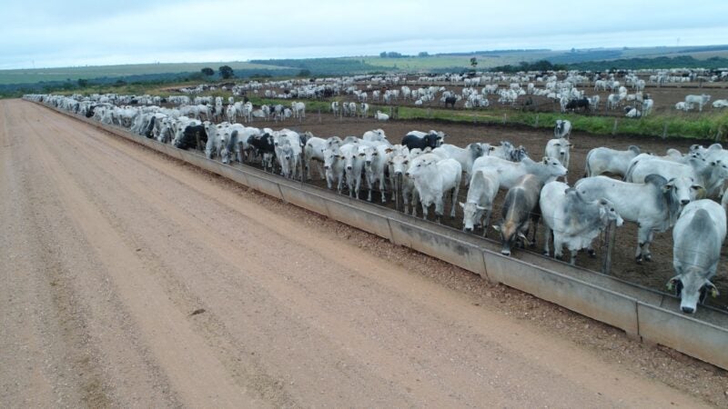 Dia de campo da MFG em Tangará da Serra (MT) mostra tendências da pecuária intensiva