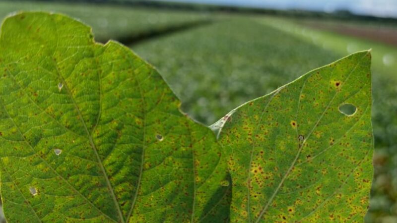 Fundação Rio Verde orienta produtores rurais sobre Vazio Sanitário da Soja