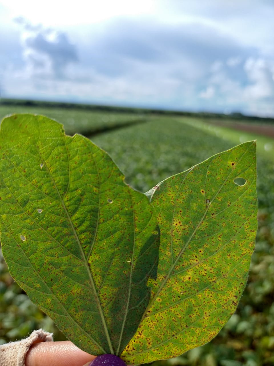 Fundação Rio Verde orienta produtores rurais sobre Vazio Sanitário da Soja