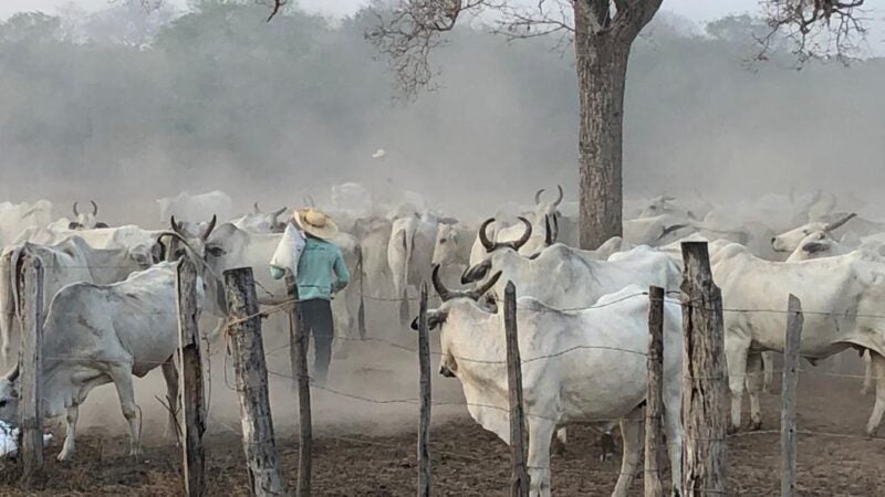 Pantaneiros esperam que projeto de modernização da Lei do Pantanal seja definitivamente aprovado na próxima sessão da AL