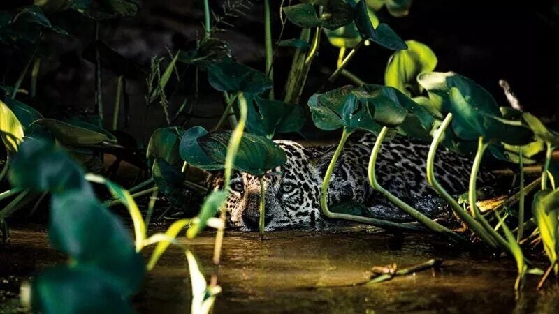 Pantanal: Fotógrafo registra 1º sinais de regeneração após incêndios históricos