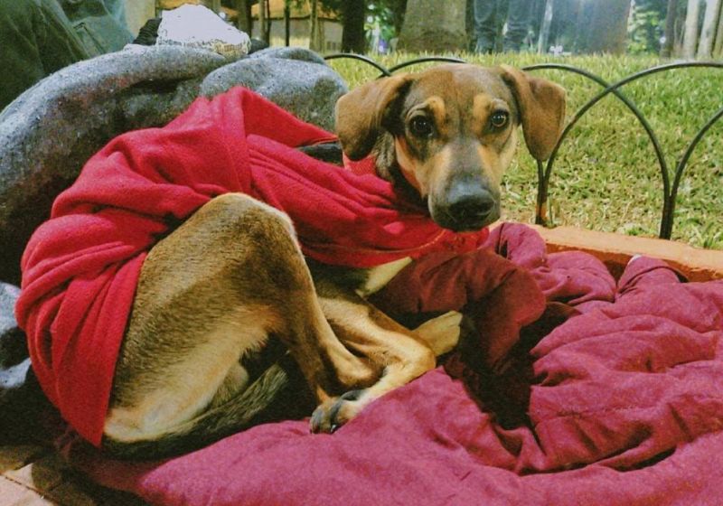 Frio volta neste fim de semana. Veja como ajudar quem precisa!