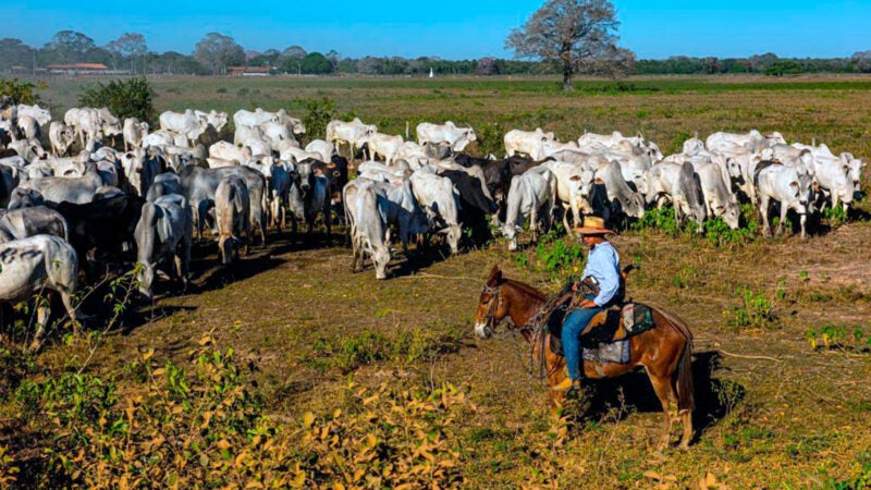 Seca ‘chega mais cedo a MT’ e pecuaristas começam a vender mais gado devido à baixa qualidade dos pastos.