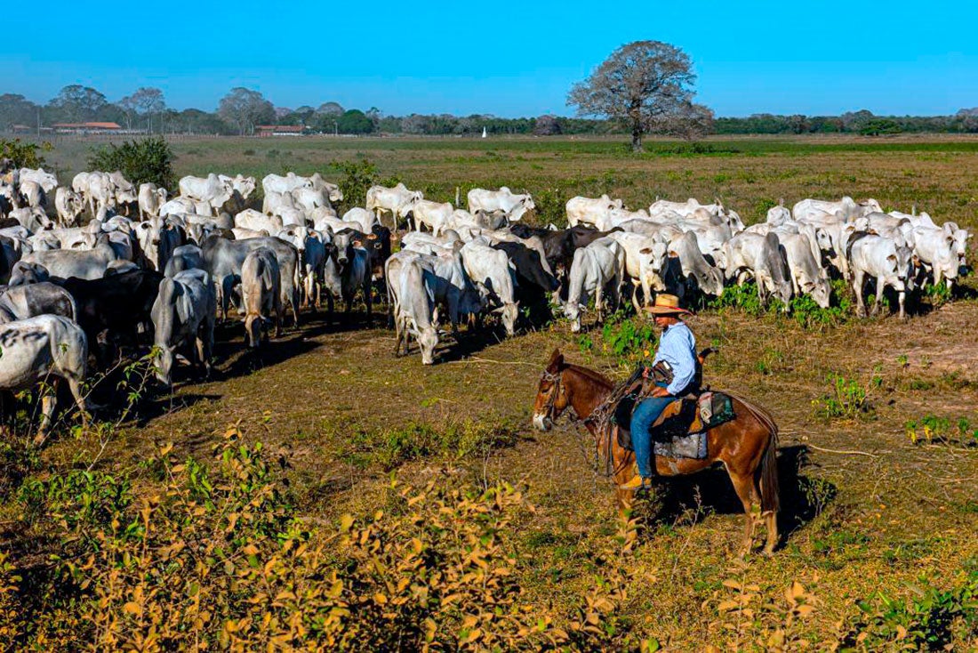 Seca ‘chega mais cedo a MT’ e pecuaristas começam a vender mais gado devido à baixa qualidade dos pastos.