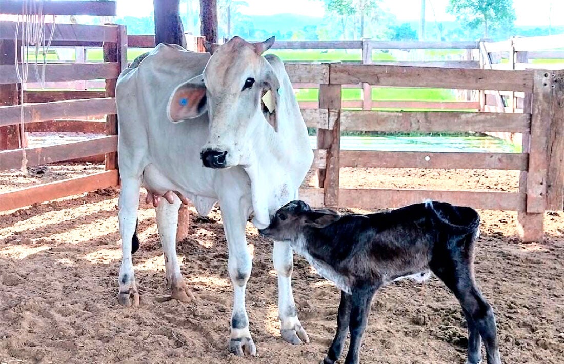 Pesquisa aponta que 78% são considerados pequenos pecuaristas em Mato Grosso