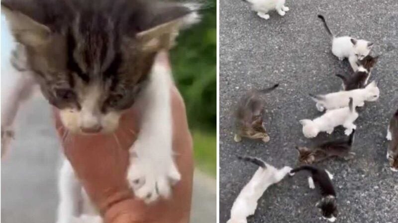 Motorista salva gatinho, é cercado por ‘gangue’ de 13 filhotes e acolhe todos! Vídeo