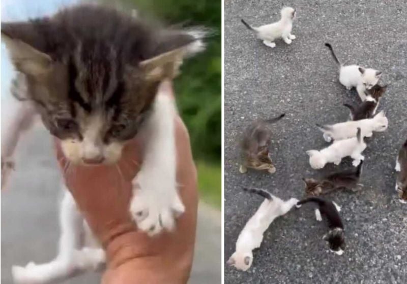 Motorista salva gatinho, é cercado por ‘gangue’ de 13 filhotes e acolhe todos! Vídeo