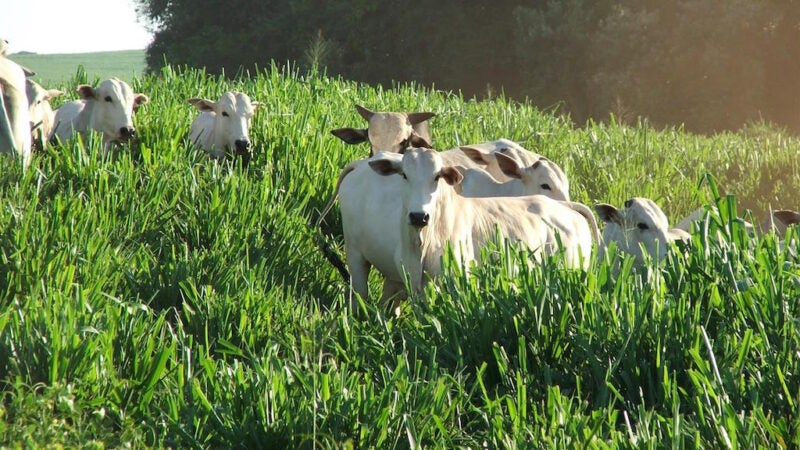 Embrapa Sinop apresenta avanços com forrageira no sistema lavoura, pecuária e floresta