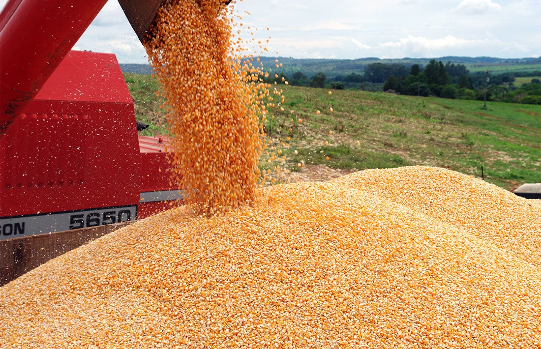 IMEA constata queda na cotação do milho disponível em Mato Grosso