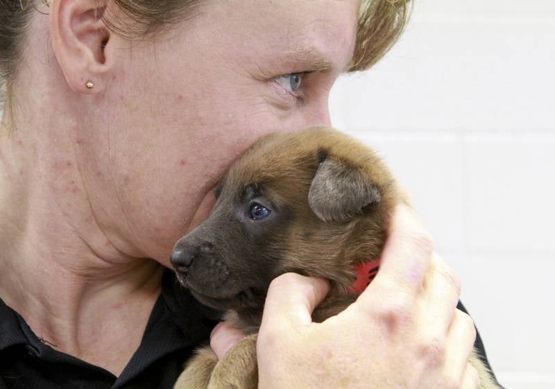 Maus tratos a animais pode virar crime hediondo: abaixo-assinado