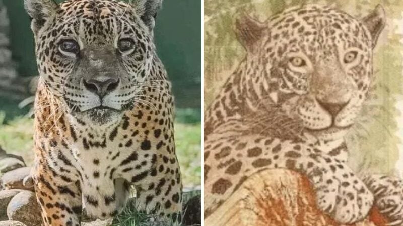 Onça-pintada estampada na nota de R$ 50 completa 20 anos de vida