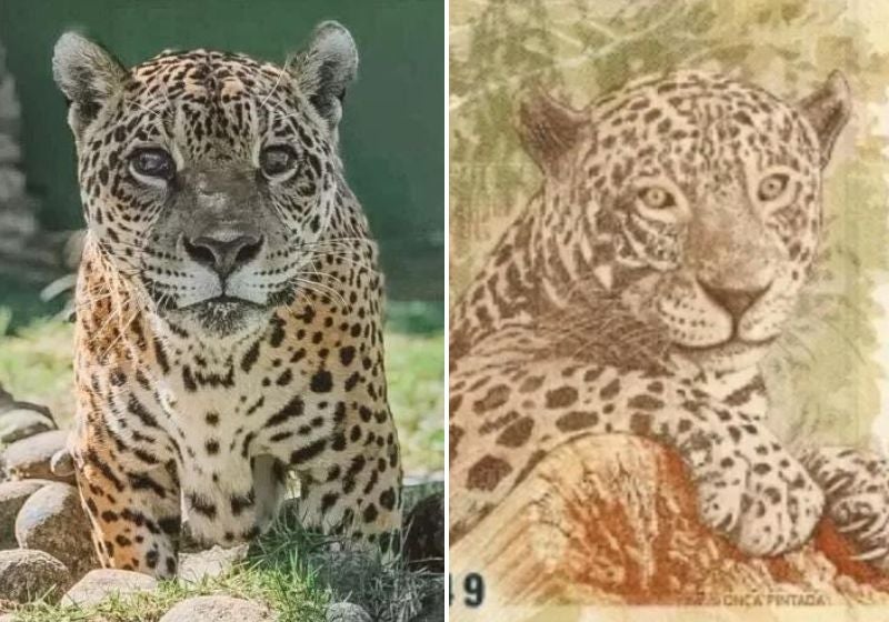 Onça-pintada estampada na nota de R$ 50 completa 20 anos de vida