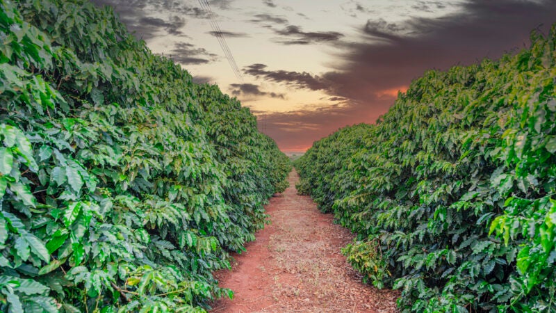 Microbiologia do solo auxilia na evolução produtiva de cafés especiais