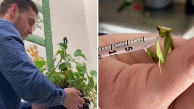 Veterinário de SP faz cirurgia inusitada em louva-a-deus! Assista