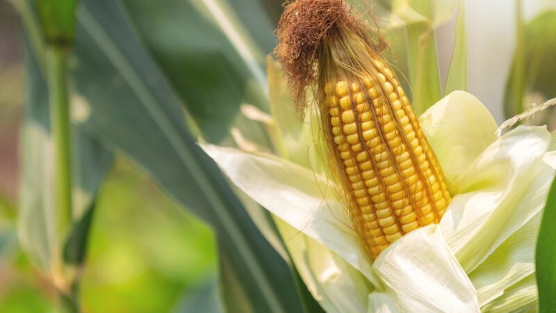 Milho: especialista aponta propriedades do alimento, que é estrela das festas juninas