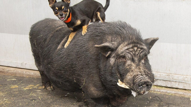 Timão e Pumba: abrigo resgata dupla que lembra desenho animado