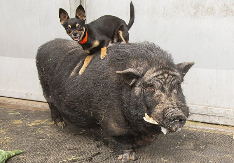 Timão e Pumba: abrigo resgata dupla que lembra desenho animado