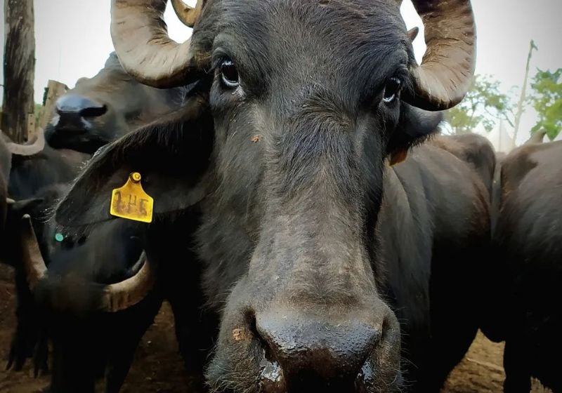 Internautas se unem para evitar o abate das Búfalas de Brotas