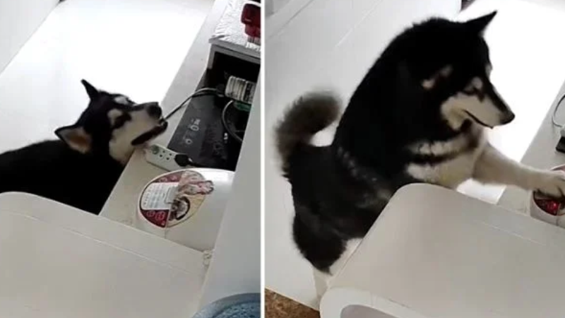 Cadela que ajuda tutor em tarefas de casa viraliza no YouTube