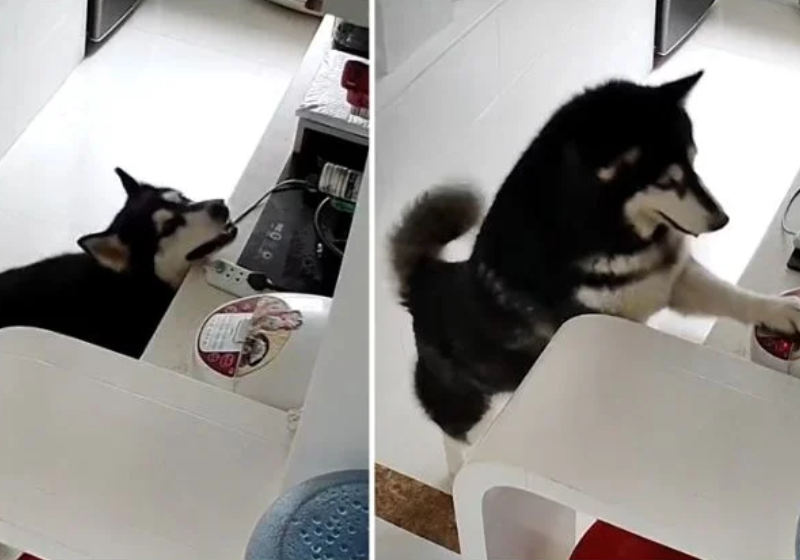 Cadela que ajuda tutor em tarefas de casa viraliza no YouTube