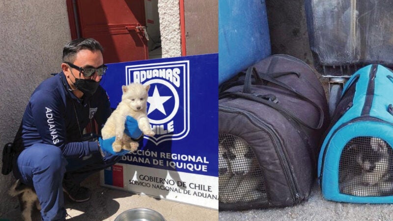 Polícia resgata12 filhotes husky siberianos em ação de contrabando