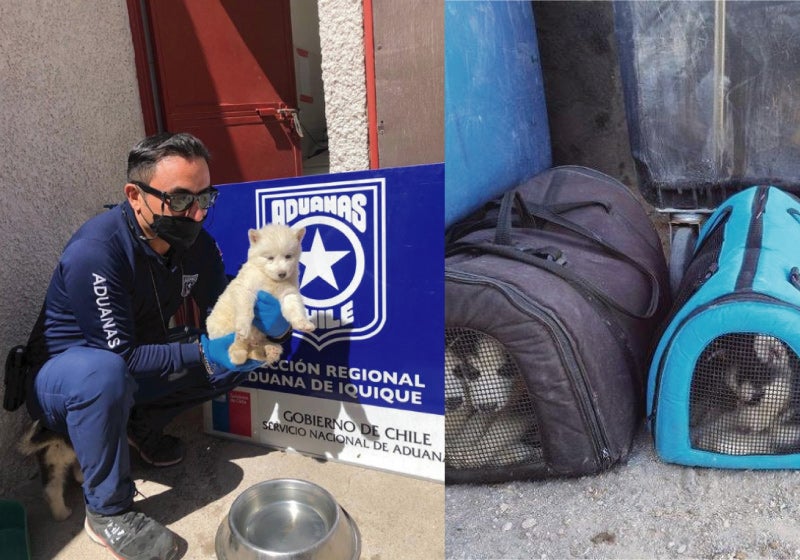 Polícia resgata12 filhotes husky siberianos em ação de contrabando