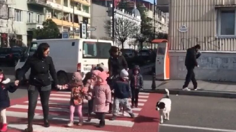 Cão atravessa crianças na faixa de pedestres e vira celebridade. Vídeo