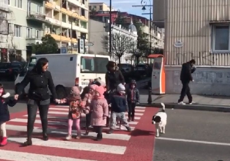 Cão atravessa crianças na faixa de pedestres e vira celebridade. Vídeo